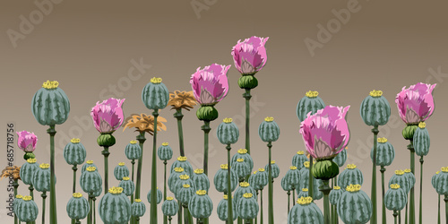 A collection of opium flowers that are blooming with brown background photo