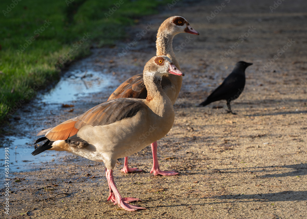 Adult female and male Egyptian goose (Alopochen aegyptiaca) on park paths in autumn