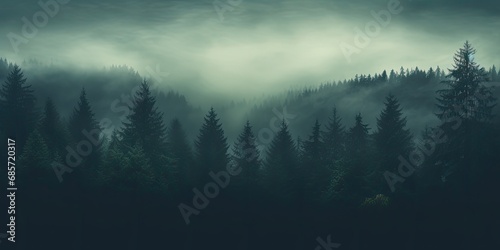 fogy forests and fog with trees