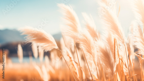 Pampas grass close-up outdoors in the sunlight. Flower of fluffy reed pampas. japandi style decor.