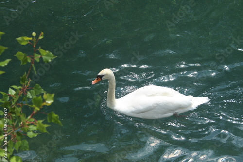 Swan in turquoise waters lake 