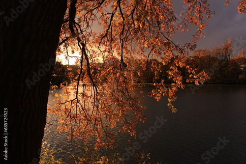 Autumn scene with the sunlight reflecting on a tree branch and lake in the Parc de la Tête D'Or, Lyon France
