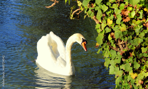 Lovely look of a swan in a lake near a tree and ivy leaves photo