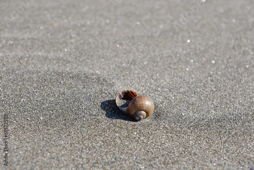 砂浜の巻貝 Sandy beach mussels