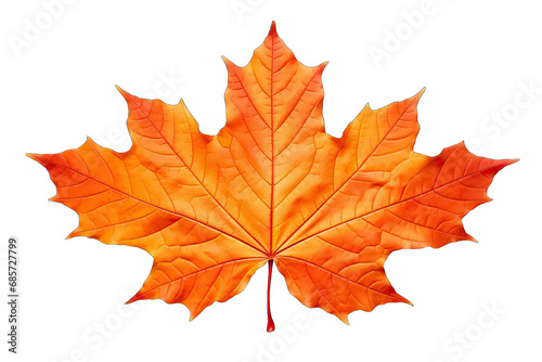 Autumn leaves collection isolated on transparent or white background