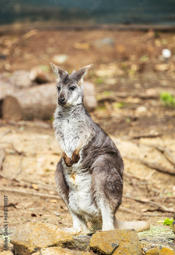 Naklejka premium Brown dwarf kangaroo sitting in the park