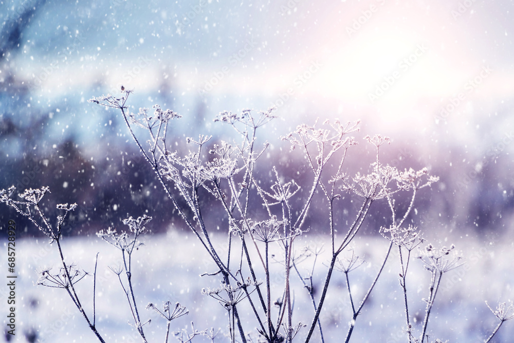 Dry plants covered with frost on a blurred background in winter during snowfall Dry plants covered with frost on a blurred background in winter during snowfall