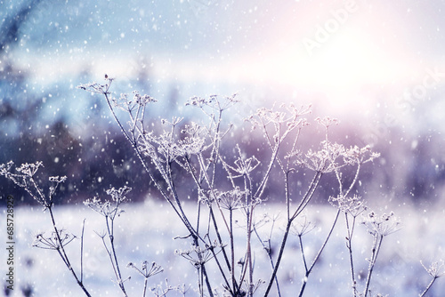 Dry plants covered with frost on a blurred background in winter during snowfall