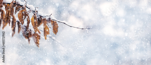 Snow covered tree branch with dry leaves in forest on blurred background