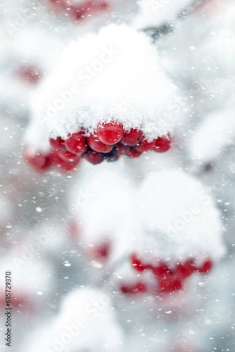 Clusters of viburnum with red berries covered with a cap of snow during snowfall