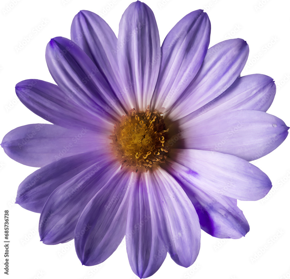 Obraz premium purple daisy isolated on white