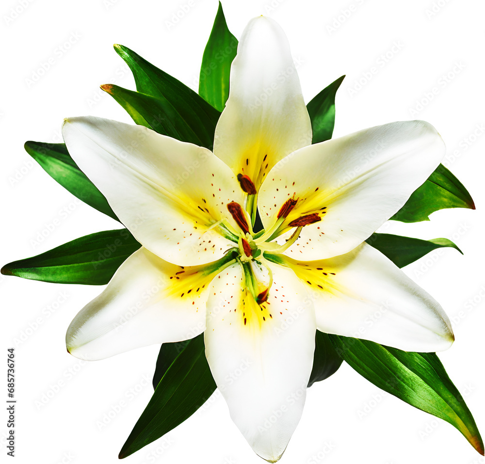 white lily flower white lily flower