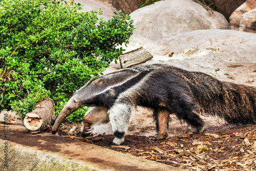 Giant anteater, animal walking on the ground photo