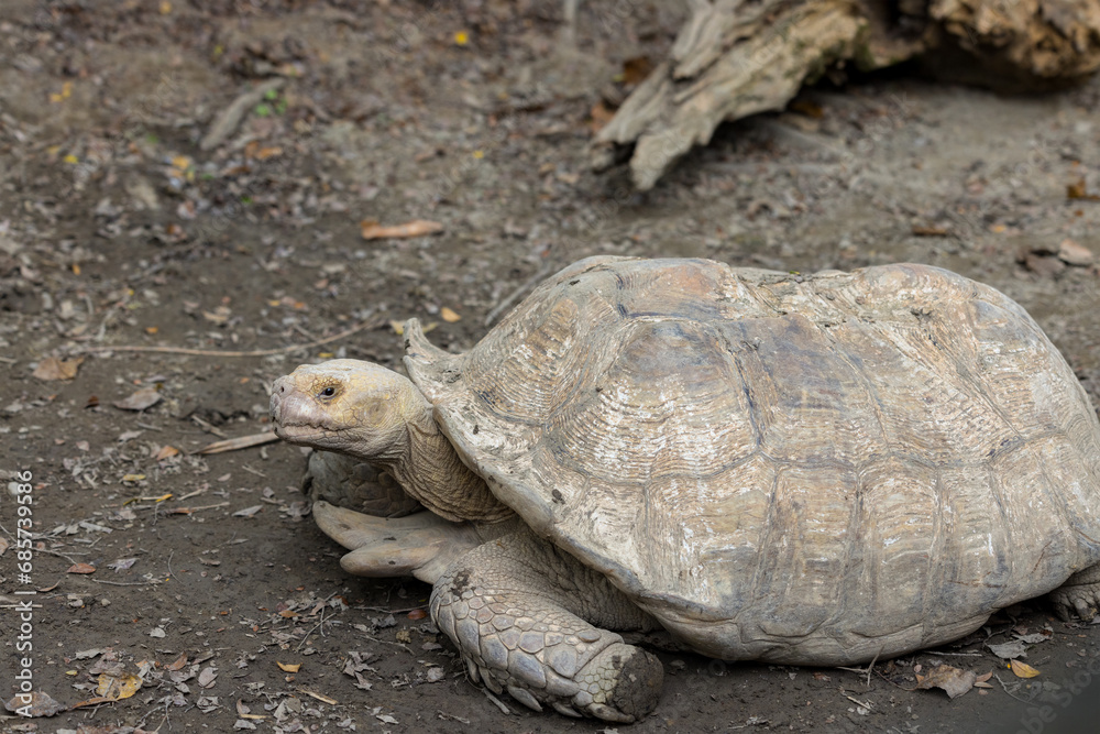 Obraz premium African spurred tortoise in zoo park