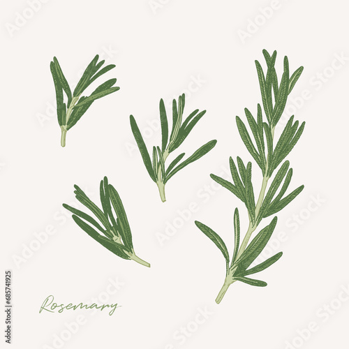 Hand drawn illustration of rosemary herb. Culinary graphic elements for cook book design, restaurant menu and recipe sheets. Botanical illustration