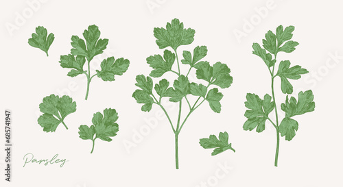 Hand drawn illustration of parsley herb. Culinary graphic elements for cook book design, restaurant menu and recipe sheets. Botanical illustration