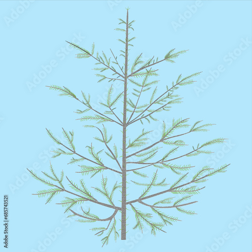 Evergreen tree, fir tree. A trunk is drawn, many branches covered with thorns.