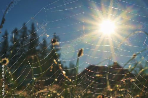 Sun Shining through a Spider`s Web
