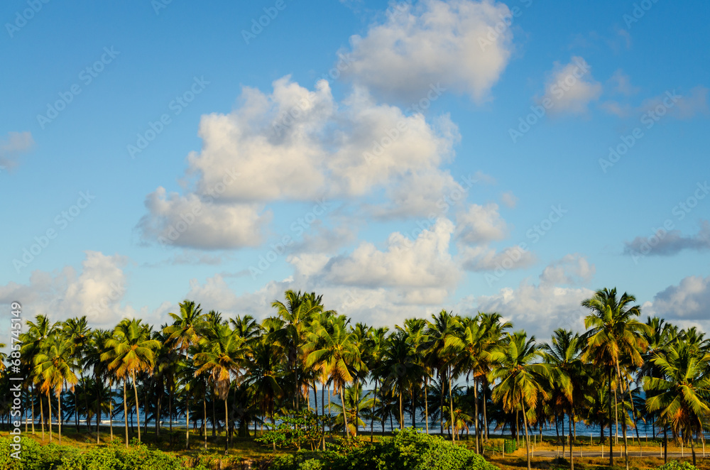 Palm trees on a tropical Beach in Brazil