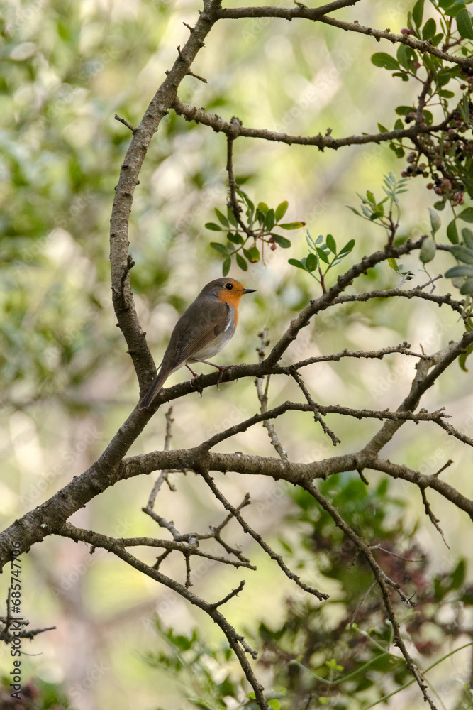 Petirrojo europeo (Erithacus rubecula) Petirrojo europeo (Erithacus rubecula)