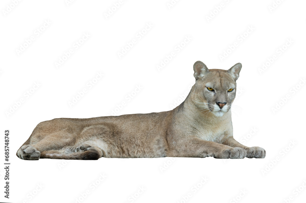 Obraz premium puma isolated on white background