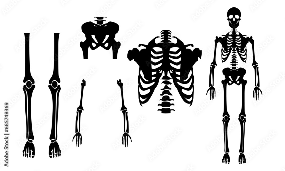 skeleton and human bones vector and silhouettes set black and white