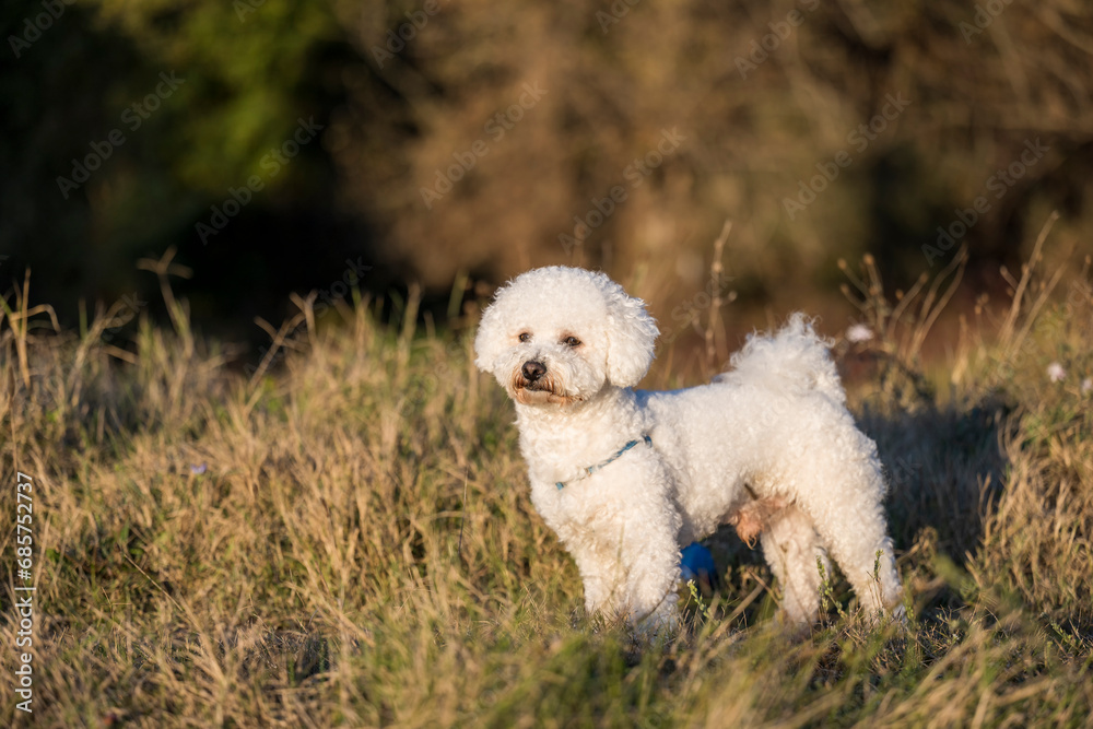 A white male curly bison is playing on the river bank and in the meadow. The beautiful rays of the sunset illuminate the dog's white curly coat and the environment in which it plays.