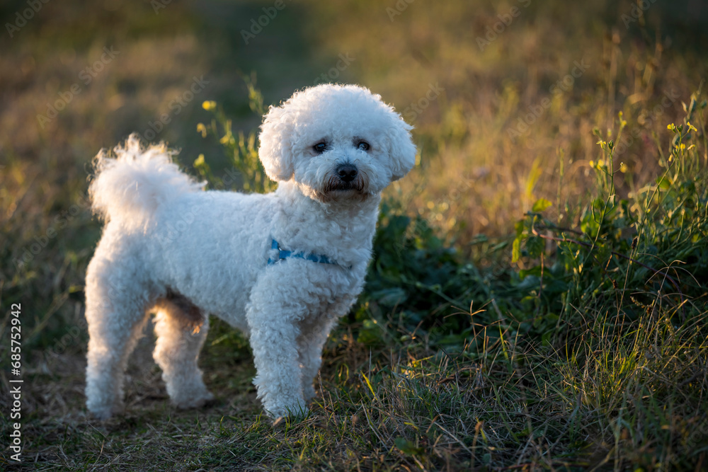 A white male curly bison is playing on the river bank and in the meadow. The beautiful rays of the sunset illuminate the dog's white curly coat and the environment in which it plays.