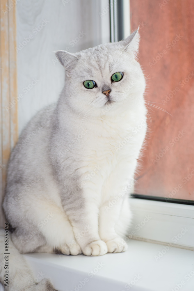 sad purebred Scottish domestic cat sitting on the windowsill near the window