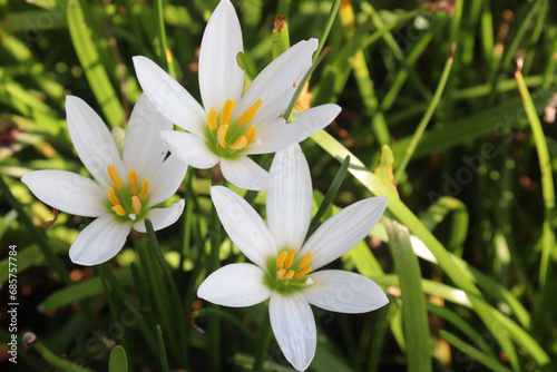 white colored Autumn zephyrlily plant on farm