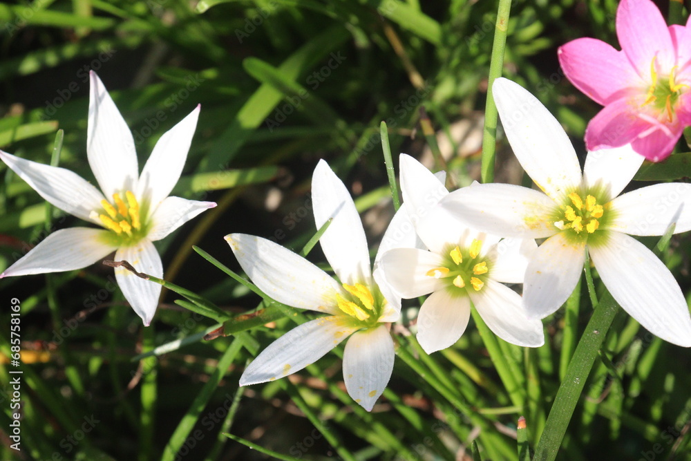 Fototapeta premium white colored Autumn zephyrlily plant on farm