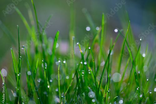 Selective focus photo of green grass with drops of dew. Juicy green grass with blurred background. Bright spring seasonal background.