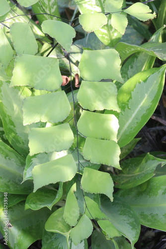 Adiantum trapeziforme leaf plant on farm photo