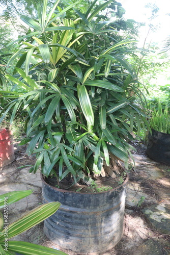 Broadleaf lady palm plant on farm