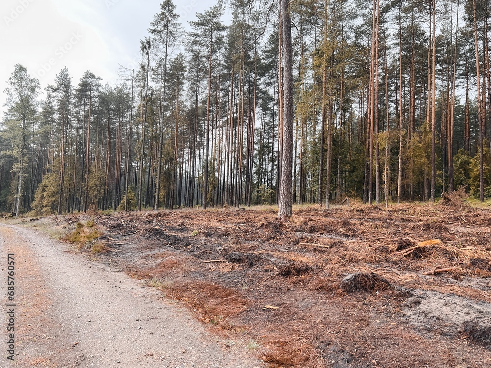 Beautiful curved roadway through the forest, trees with green foliage and sky. Landscape with empty asphalt road through woods in summer. Beautiful curved roadway through the forest, trees with green foliage and sky. Landscape with empty asphalt road through woods in summer.
