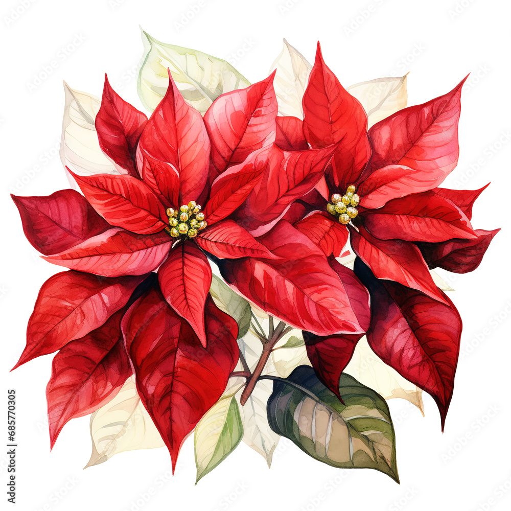 watercolor of a bunch of red poinsettias. AI generated image