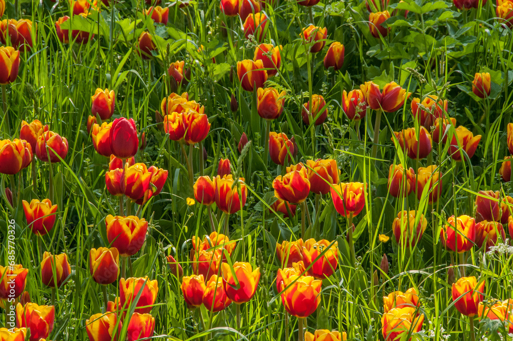 Obraz premium field of red and yellow tulips
