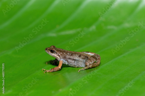 A cute bronze caco, also known as a bronze dainty frog (Cacosternum nanum) on a large green leaf in the wild