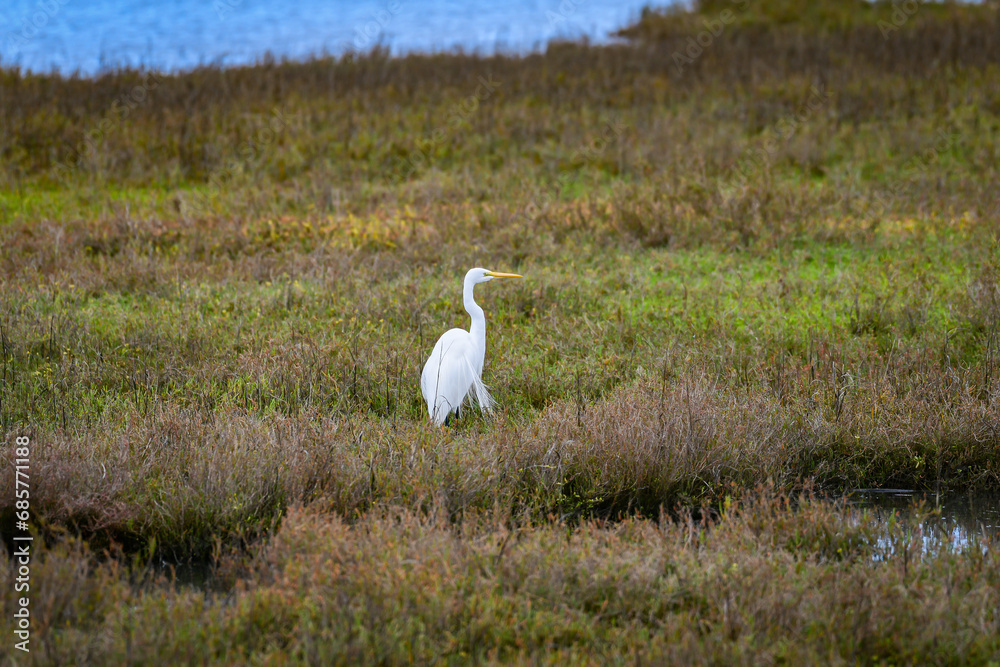 A Great Egret stalking prey in wildlife area A Great Egret stalking prey in wildlife area