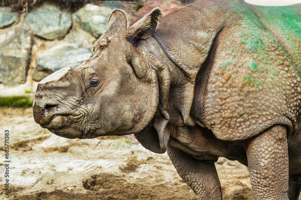 Fototapeta premium Close-up of a rhinoceros in a zoo, concept of protection and animal lovers