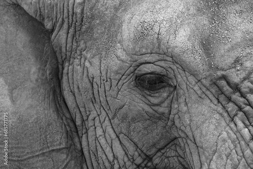 close up of an elephant eye