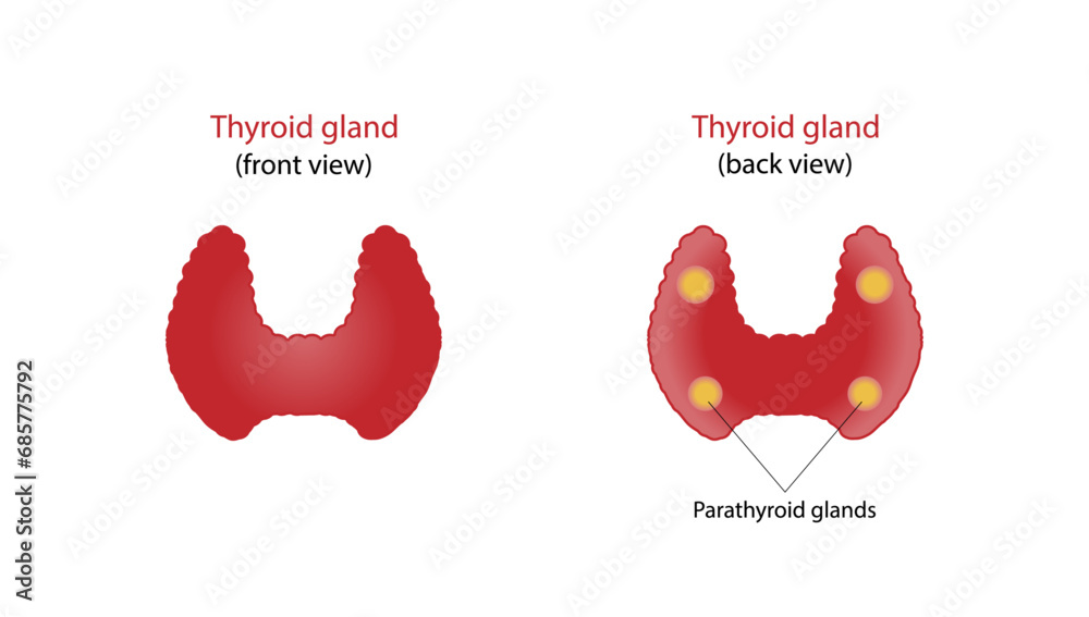 Thyroid and parathyroid gland. Anatomy anterior and posterior view of thyroid gland. hypothyroidism vs hyperthyroidism. Vector illustration isolated on white background. - obrazy, fototapety, plakaty 