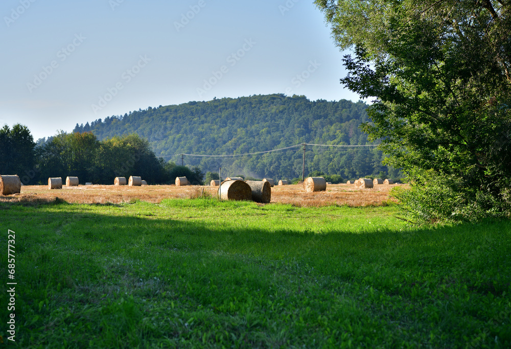 Bales of hay lie on a mowed agricultural meadow for winter feeding of domestic animal