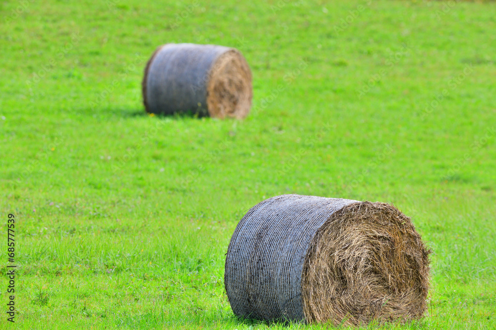 Bales of hay lie on a mowed agricultural meadow for winter feeding of domestic animal