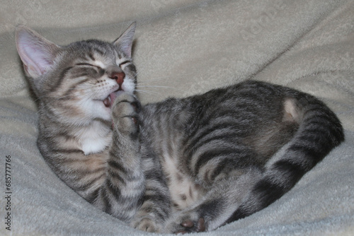 Grey Tabby a marvellous pet photo