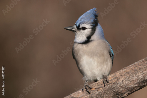 Tableau sur toile Blue Jays in winter