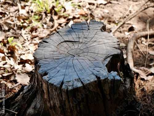 Tree stump foreground with summer forest, tree stump wooden cut with green moss in the forest, Nature background, Wooden stump cut saw in the forest