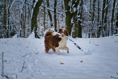 Fototapeta Naklejka Na Ścianę i Meble -  Having fun in the snow with the dog