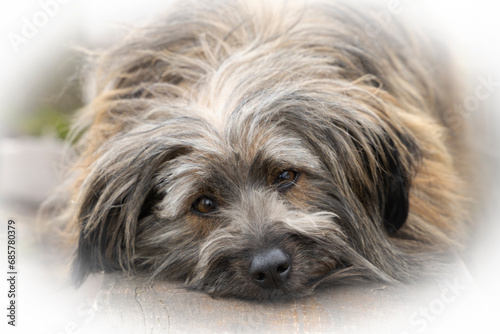 A small fluffy dog lies and looks at the camera with a sad look.
