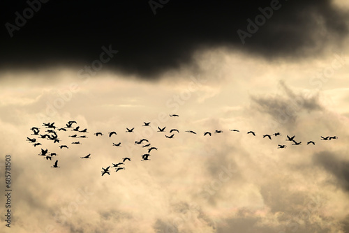 Ziehende Kraniche am Abendhimmel // Migrating cranes in the evening sky photo